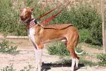GERANIO, Hund, Podenco in Spanien - Bild 2