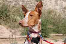 GERANIO, Hund, Podenco in Spanien - Bild 3