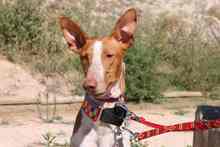 GERANIO, Hund, Podenco in Spanien - Bild 4