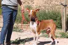 GERANIO, Hund, Podenco in Spanien - Bild 7