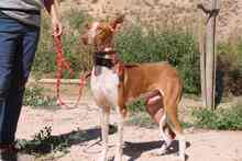 GERANIO, Hund, Podenco in Spanien - Bild 8