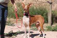 GERANIO, Hund, Podenco in Spanien - Bild 9