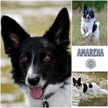 AMARENA, Hund, Mischlingshund in Overath - Bild 1