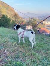 MONI, Hund, Terrier-Mix in Bosnien und Herzegowina - Bild 1