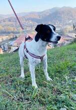 MONI, Hund, Terrier-Mix in Bosnien und Herzegowina - Bild 2