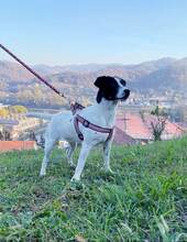 MONI, Hund, Terrier-Mix in Bosnien und Herzegowina - Bild 3