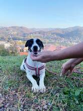 MONI, Hund, Terrier-Mix in Bosnien und Herzegowina - Bild 4