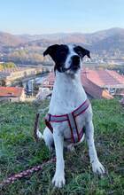 MONI, Hund, Terrier-Mix in Bosnien und Herzegowina - Bild 7