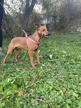 DELTA, Hund, Mischlingshund in Bosnien und Herzegowina - Bild 2