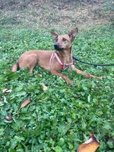 DELTA, Hund, Mischlingshund in Bosnien und Herzegowina - Bild 4