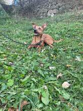DELTA, Hund, Mischlingshund in Bosnien und Herzegowina - Bild 5
