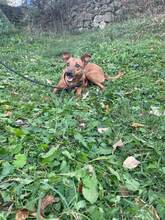 DELTA, Hund, Mischlingshund in Bosnien und Herzegowina - Bild 8