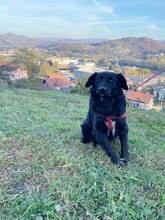 ALFI, Hund, Mischlingshund in Bosnien und Herzegowina - Bild 1