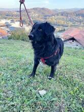 ALFI, Hund, Mischlingshund in Bosnien und Herzegowina - Bild 2