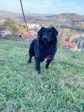 ALFI, Hund, Mischlingshund in Bosnien und Herzegowina - Bild 3