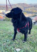 ALFI, Hund, Mischlingshund in Bosnien und Herzegowina - Bild 4