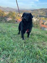 ALFI, Hund, Mischlingshund in Bosnien und Herzegowina - Bild 5