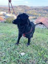 ALFI, Hund, Mischlingshund in Bosnien und Herzegowina - Bild 6