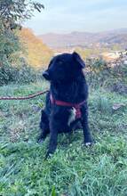 ALFI, Hund, Mischlingshund in Bosnien und Herzegowina - Bild 7