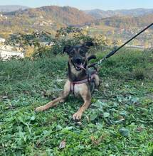 DINA, Hund, Mischlingshund in Bosnien und Herzegowina - Bild 1