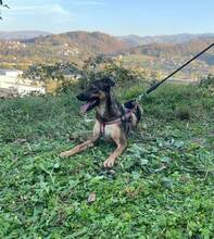DINA, Hund, Mischlingshund in Bosnien und Herzegowina - Bild 2