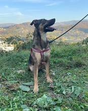 DINA, Hund, Mischlingshund in Bosnien und Herzegowina - Bild 3
