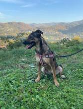 DINA, Hund, Mischlingshund in Bosnien und Herzegowina - Bild 4