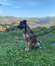 DINA, Hund, Mischlingshund in Bosnien und Herzegowina - Bild 5