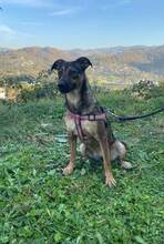 DINA, Hund, Mischlingshund in Bosnien und Herzegowina - Bild 6