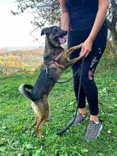 DINA, Hund, Mischlingshund in Bosnien und Herzegowina - Bild 7