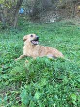 NOA, Hund, Mischlingshund in Bosnien und Herzegowina - Bild 1