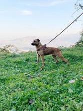 NOA, Hund, Mischlingshund in Bosnien und Herzegowina - Bild 2