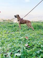 NOA, Hund, Mischlingshund in Bosnien und Herzegowina - Bild 3