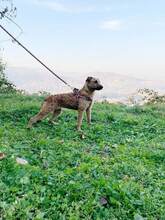 NOA, Hund, Mischlingshund in Bosnien und Herzegowina - Bild 4