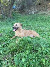 NOA, Hund, Mischlingshund in Bosnien und Herzegowina - Bild 5