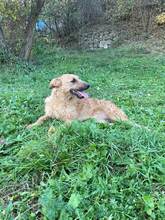 NOA, Hund, Mischlingshund in Bosnien und Herzegowina - Bild 6