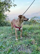 ELSA, Hund, Mischlingshund in Bosnien und Herzegowina - Bild 2