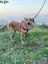 ELSA, Hund, Mischlingshund in Bosnien und Herzegowina - Bild 3