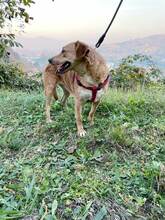 ELSA, Hund, Mischlingshund in Bosnien und Herzegowina - Bild 5
