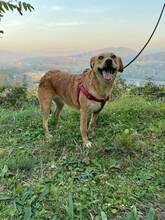 ELSA, Hund, Mischlingshund in Bosnien und Herzegowina - Bild 6