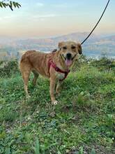 ELSA, Hund, Mischlingshund in Bosnien und Herzegowina - Bild 7