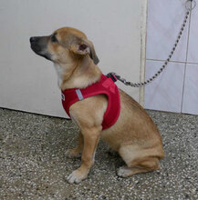 BENNET, Hund, Mischlingshund in Bulgarien - Bild 1