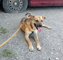 BENNET, Hund, Mischlingshund in Bulgarien - Bild 12