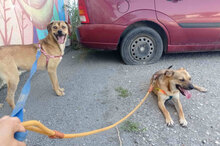 BENNET, Hund, Mischlingshund in Bulgarien - Bild 13