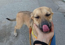 BENNET, Hund, Mischlingshund in Bulgarien - Bild 14