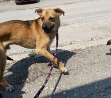 BENNET, Hund, Mischlingshund in Bulgarien - Bild 16