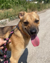 BENNET, Hund, Mischlingshund in Bulgarien - Bild 17