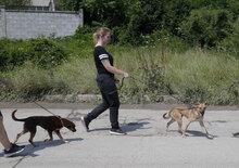BENNET, Hund, Mischlingshund in Bulgarien - Bild 18