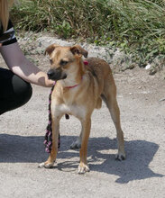 BENNET, Hund, Mischlingshund in Bulgarien - Bild 19