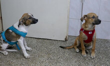 BENNET, Hund, Mischlingshund in Bulgarien - Bild 2